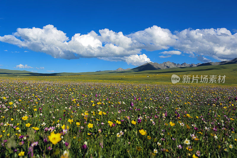 田园诗般的夏日草地全景