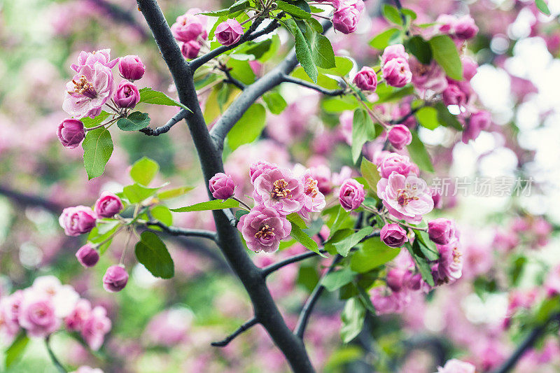 苹果花