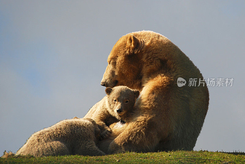 母北极熊带着幼崽在山上休息。