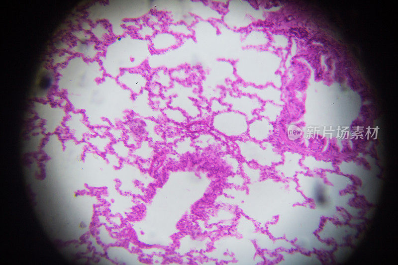 显微镜下兔肺横切面