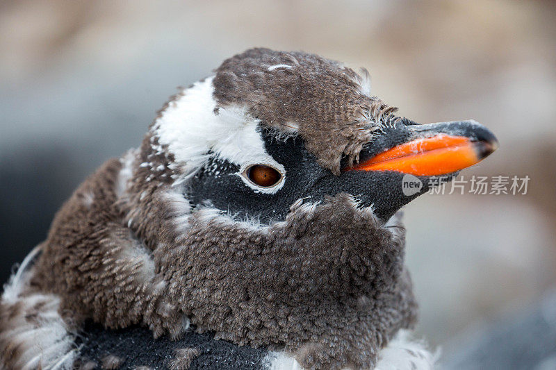 南极洲:洛克罗伊港的巴布亚企鹅