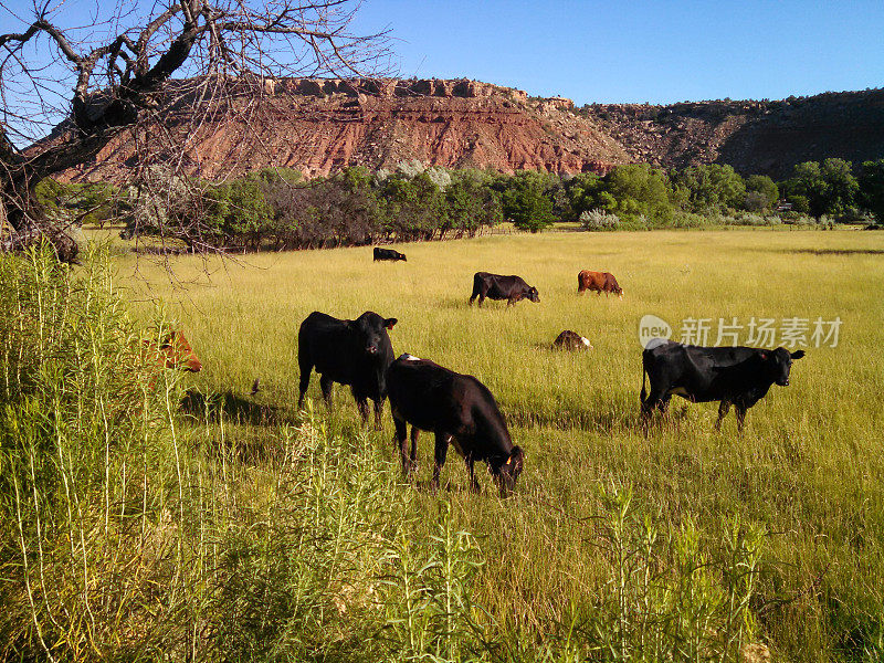 在犹他州锡安国家公园附近罗克维尔山下绿色牧场的牛