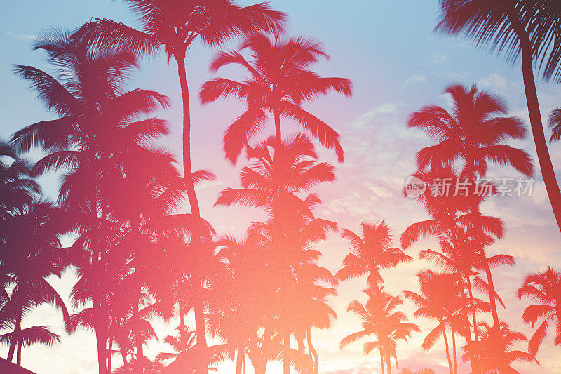日落时的热带椰子树