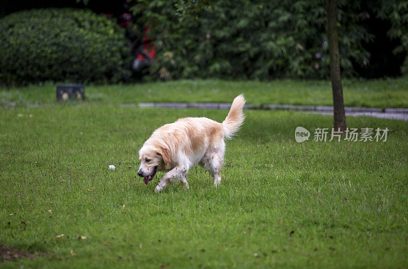 在草地上玩耍的金毛猎犬