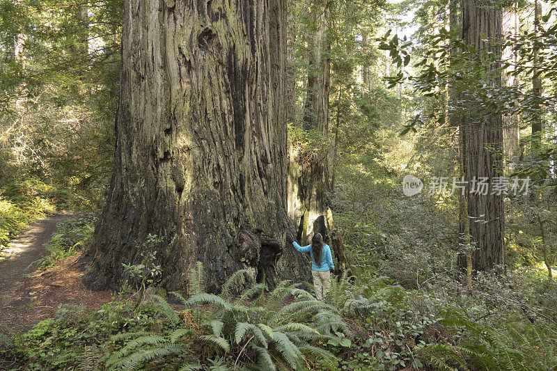女徒步旅行者探索古老的生长森林红杉国家公园加利福尼亚