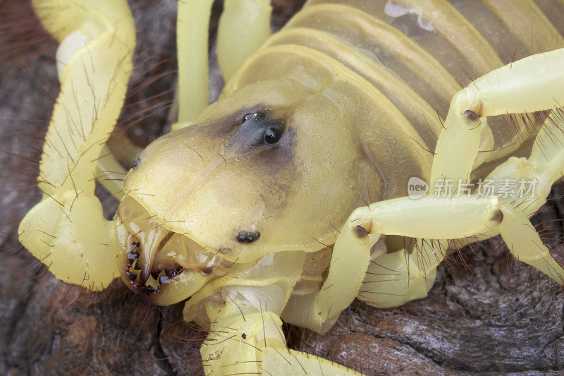 巨型金发沙漠毛蝎的头部和下颌骨