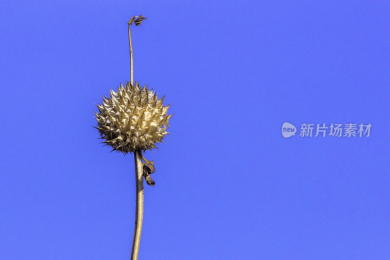 野达格，狮子的耳朵，或Leonotis益母草种子茎