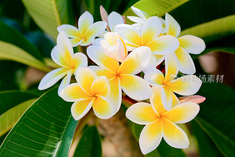 鸡蛋花(plumeria)