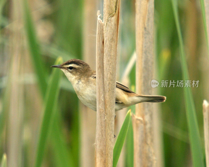 塞奇·沃布勒（阿克罗塞法勒斯·肖诺拜努斯）