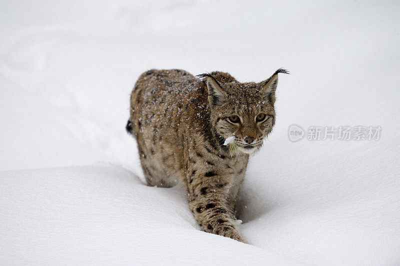 雪地里的欧亚猞猁