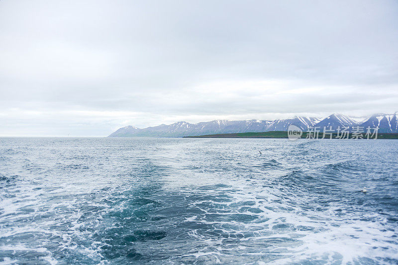 海鸥在大海