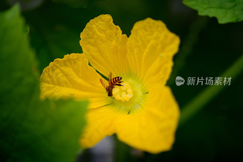 蜜蜂从冬瓜花中采集花蜜