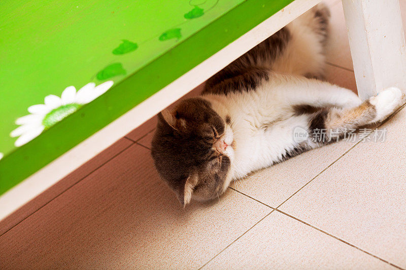 灰白色的猫在绿色的桌子下面
