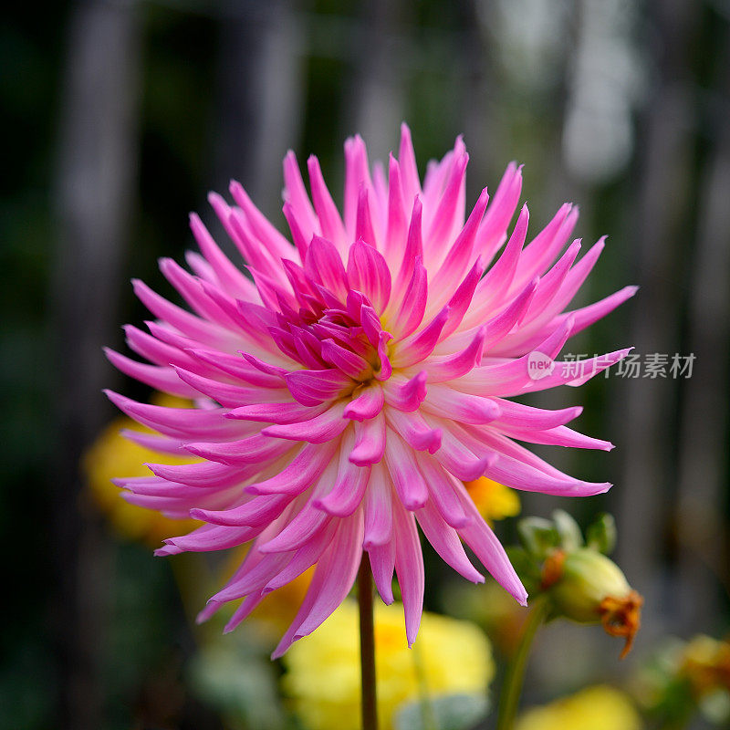 Centaurea-chrysanthemum花