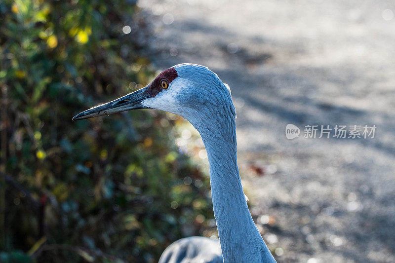 沙丘鹤