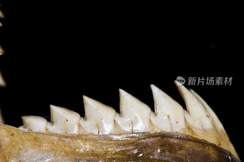 食人鱼的牙齿和头骨在黑色背景的抽象宏