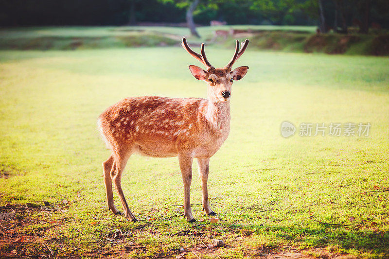 神圣的梅花鹿在奈良公园