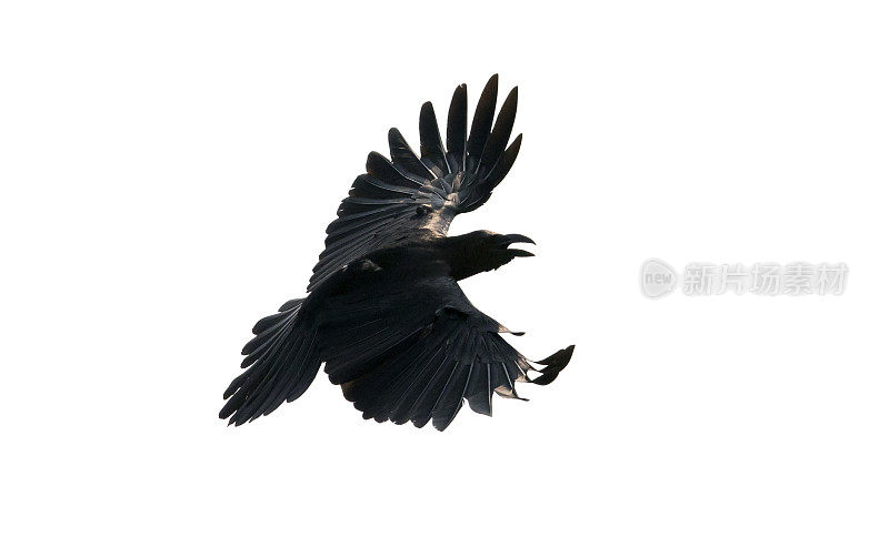近距离的黑乌鸦的羽毛飞行孤立的白色背景