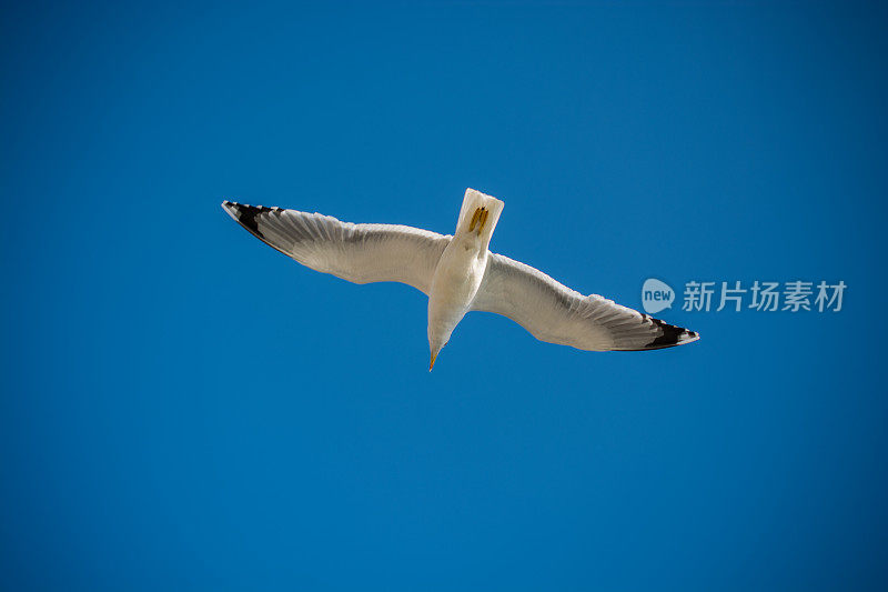 一只海鸥在蓝天中飞翔