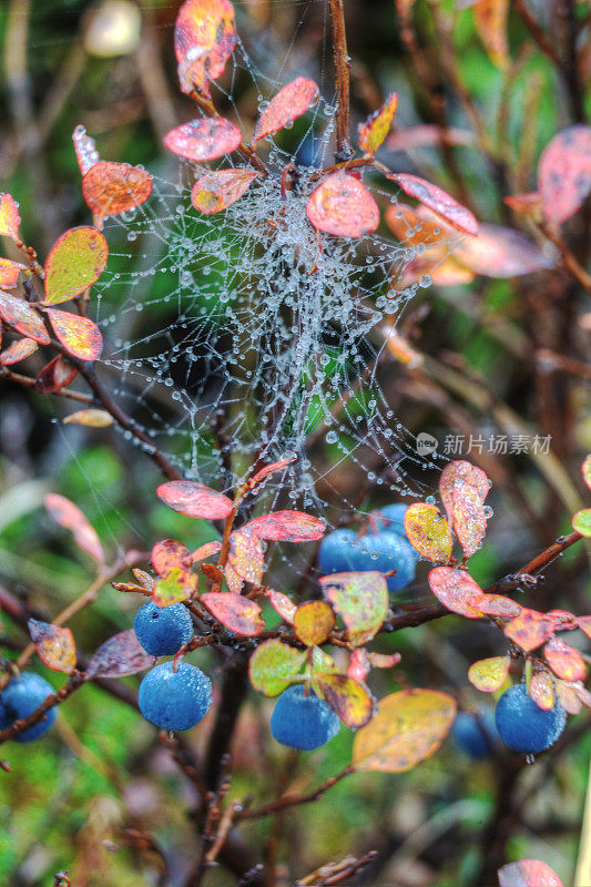 靠近蓝莓在红叶和蜘蛛网。