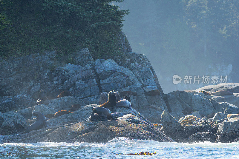 海岸上的海豹