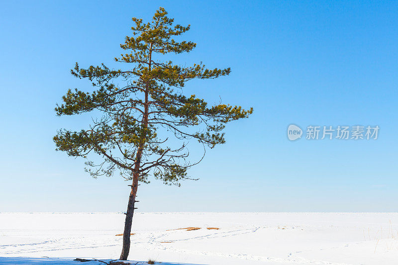 冬天的松树，自然写真