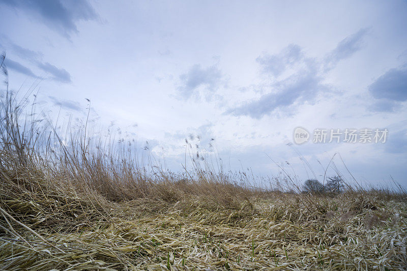 平芦苇下雨云