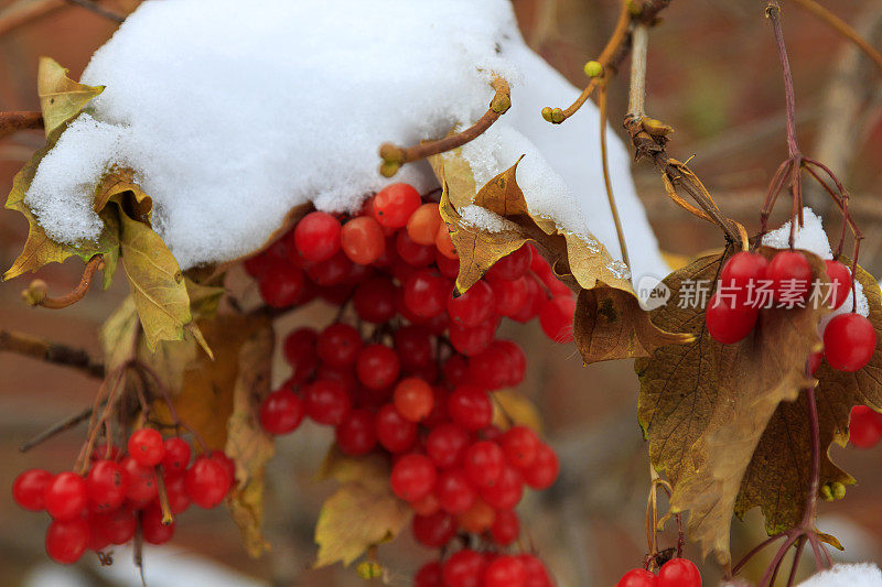 雪地里一簇簇的荚蒾浆果