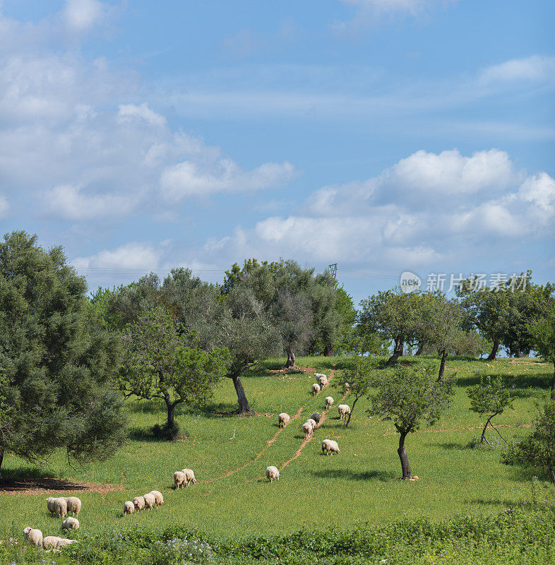一群羊在橄榄树的山丘上吃草