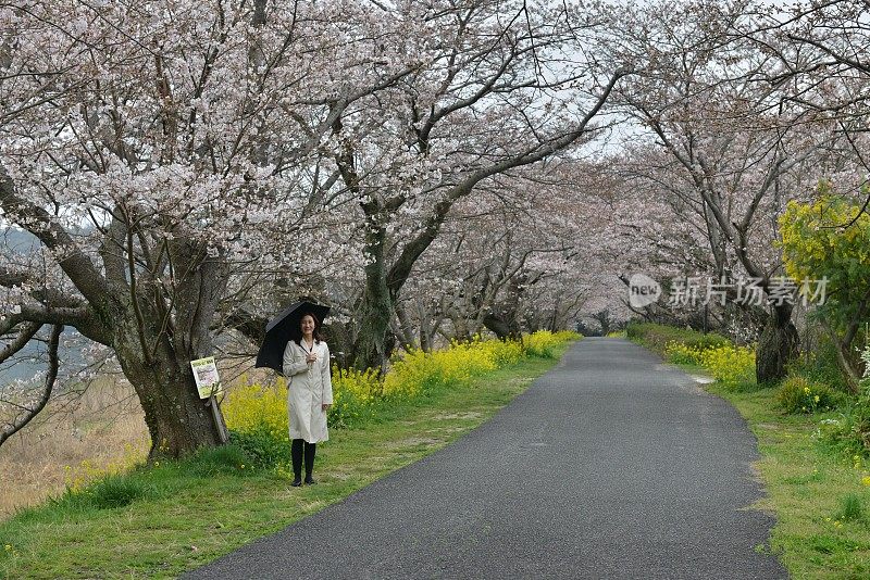 一名日本妇女在山口县岩国的樱花下行走