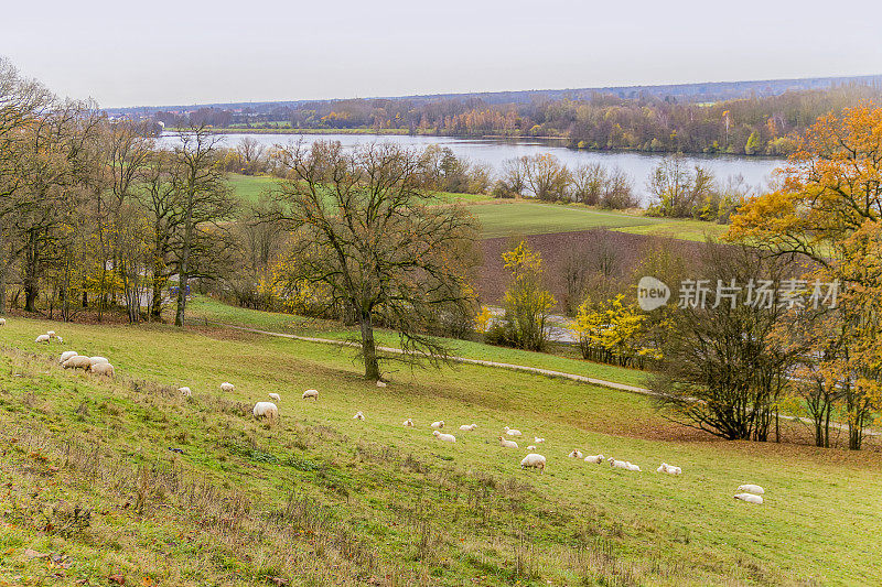 多瑙河附近的羊