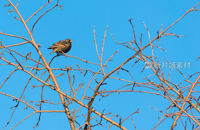 一只椋鸟正坐在树上