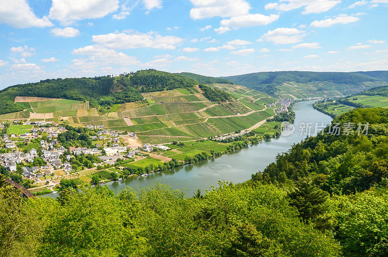 德国摩泽尔河流域:在Puenderich和Marienburg城堡附近的摩泽尔河，德国欧洲的摩泽尔河葡萄酒产区
