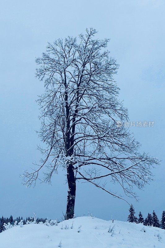 在欧洲阿尔卑斯山脉，冰雪覆盖的冬季景观和森林