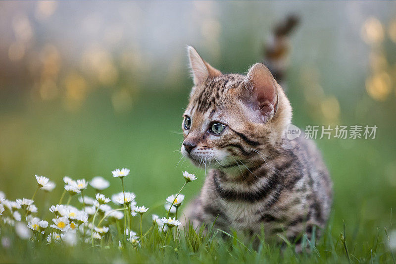 孟加拉小猫在花草地