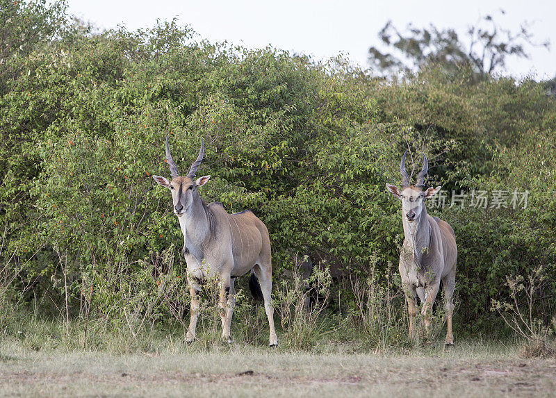 马赛马拉的大羚羊，奥拉雷·摩托罗吉保护区，肯尼亚，东非，非洲，