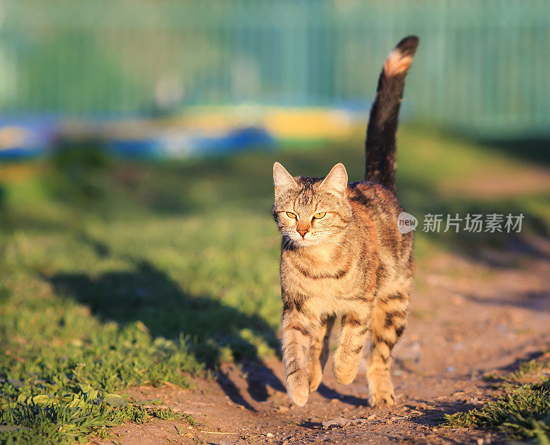 春天，年轻的虎斑猫在绿色的草地上欢快地奔跑