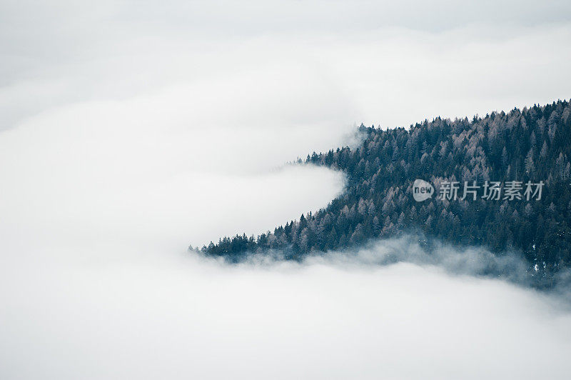 森林里有雾。