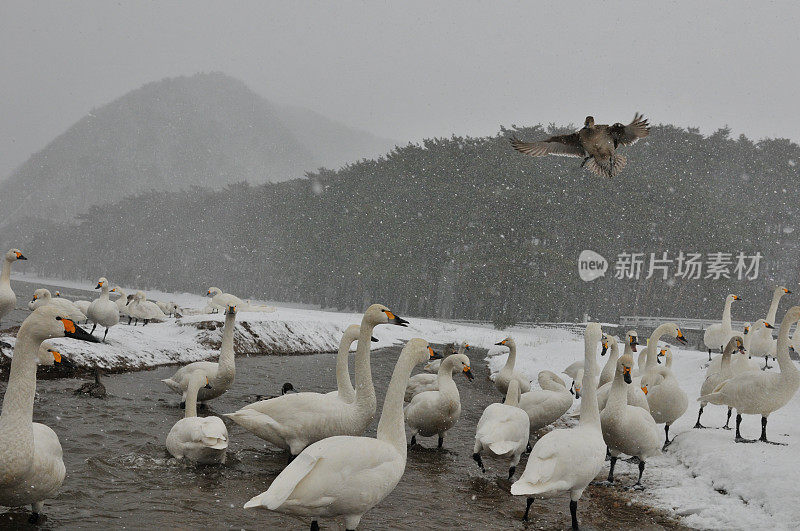 福岛县稻川湖大雪下的候鸟