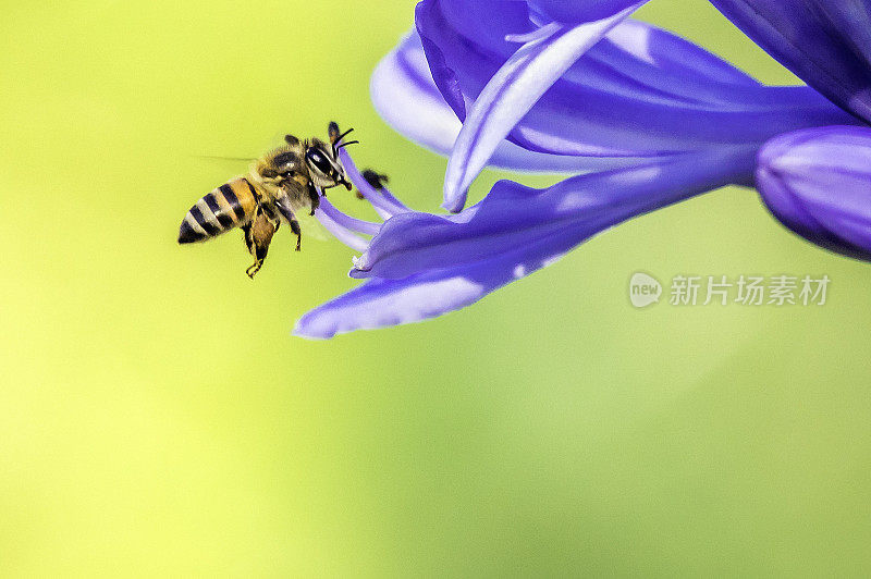 飞行的蜜蜂进入非洲百合花