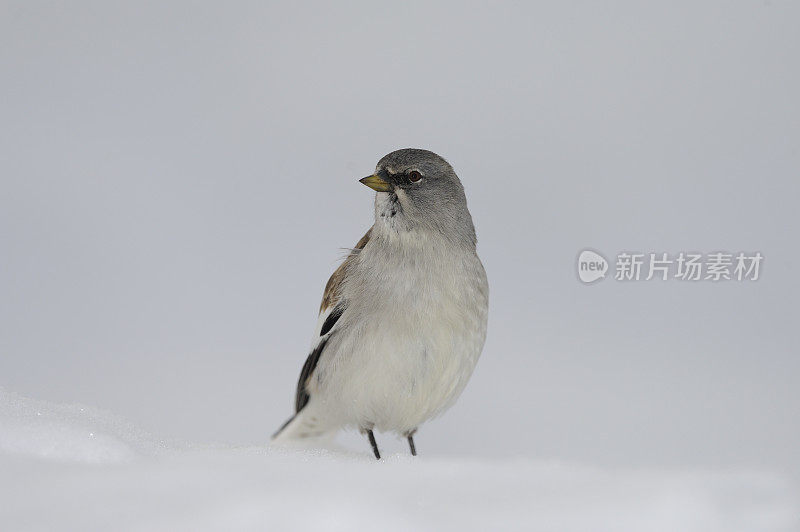 白翅雪雀