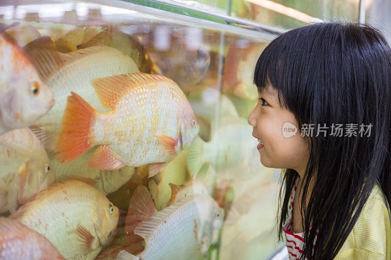 亚洲小中国女孩看鱼