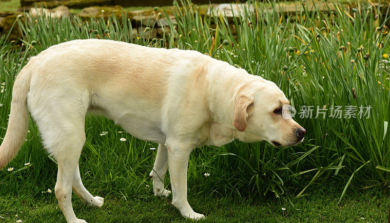 英国乡村的拉布拉多寻回犬