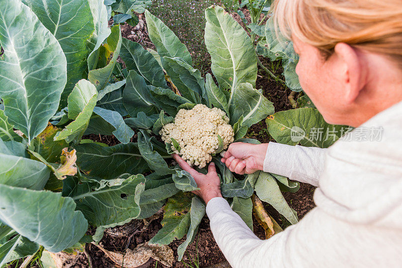 女人在有机蔬菜园收获花椰菜