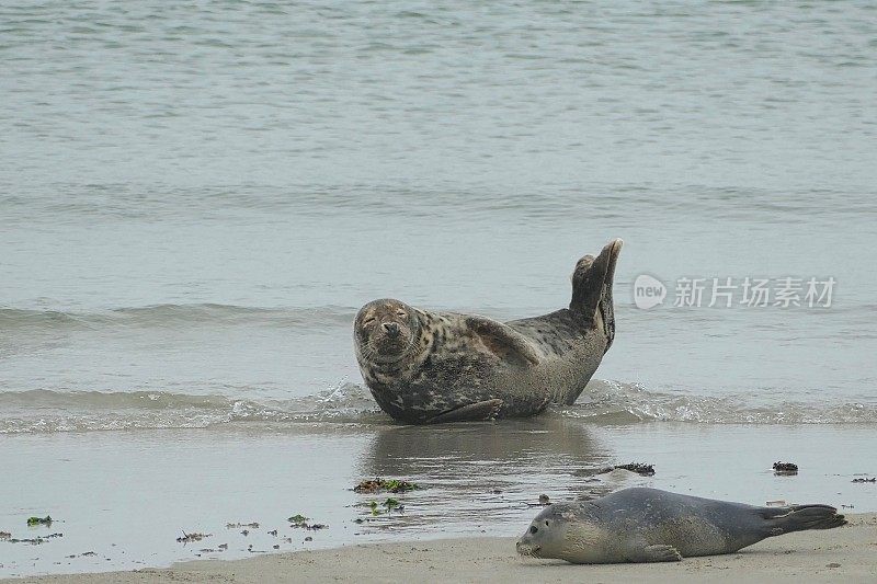 灰色海豹躺在海滩上-黑戈兰