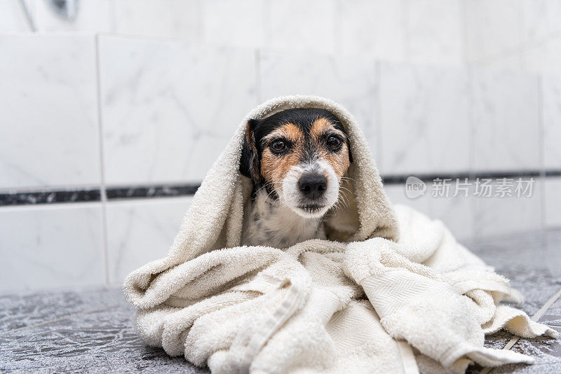 杰克罗素梗——一只小狗裹着浴巾坐在地板上洗澡