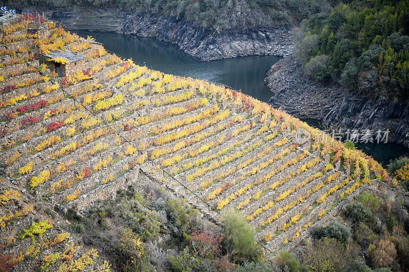 梯田中的葡萄园，秋季的Sil河峡谷