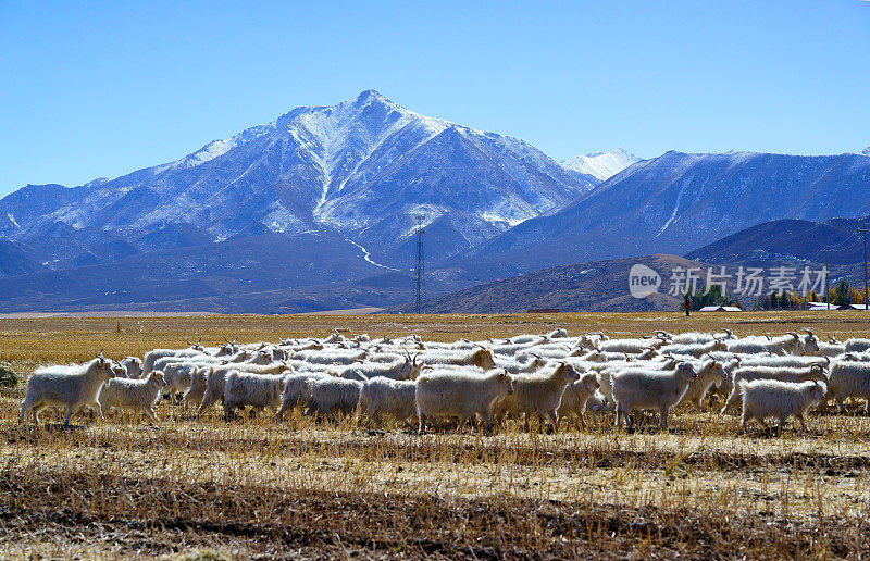 秋日里，阳光明媚的田野里，一群可爱的毛茸茸的绵羊