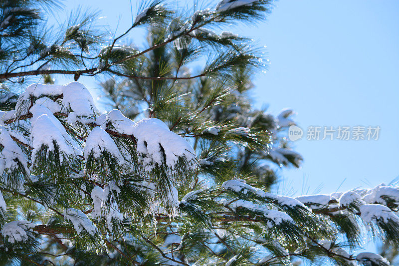 白雪覆盖着松树。