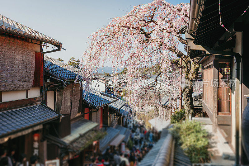 京都的樱花盛开